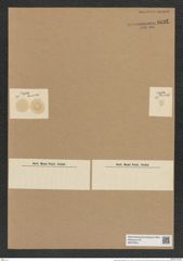 Asteromphalus elegans Grev. (de-Toni-Nr.: Genus 236, Species 5693) Zeichnungen Sammlung Grunow Nr. 9691 (NHMW-BOT-W0379631)